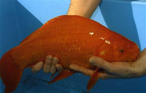 japon sazan balığı ne kadar büyür